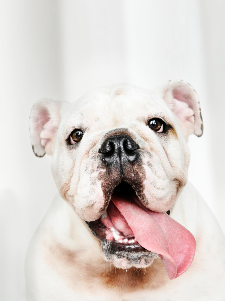 Cuccioli di Bulldog Inglese: il nuovo arrivo in casa da “Bulldog Inglese Del Bianco Manto”
